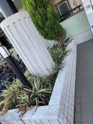 🌱 ハンギング ブッシュ